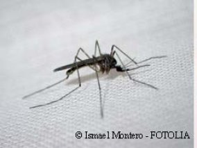 Un Drôle De Moustique Contre Le Paludisme Paludisme